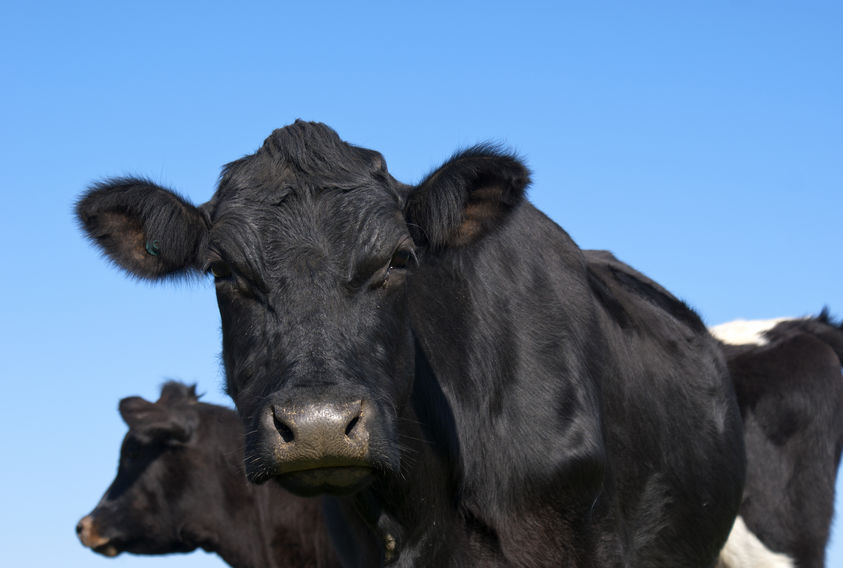 The farm at the centre of the ordeal is family-run, holding a small pedigree herd of Aberdeen Angus cattle