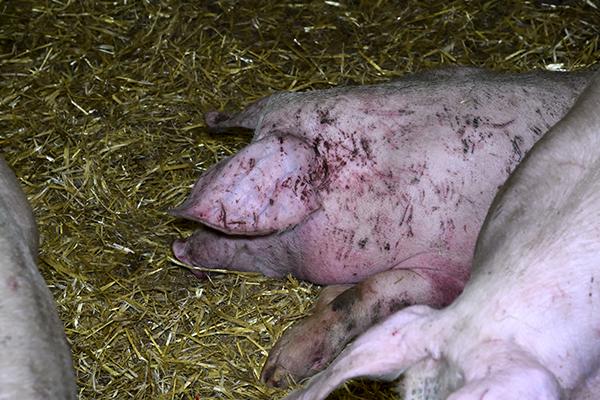 The National Pig Association said the actions of the workers depicted in the footage are "indefensible" (Photo: Animal Equality)