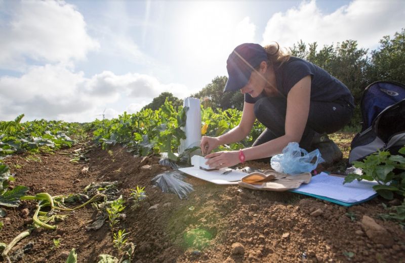 The research revealed the value of pollination services to courgettes