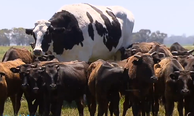 The farmer said the enormous steer is 'unable to fit into the supply chain' (Photo: Today Tonight/Facebook)