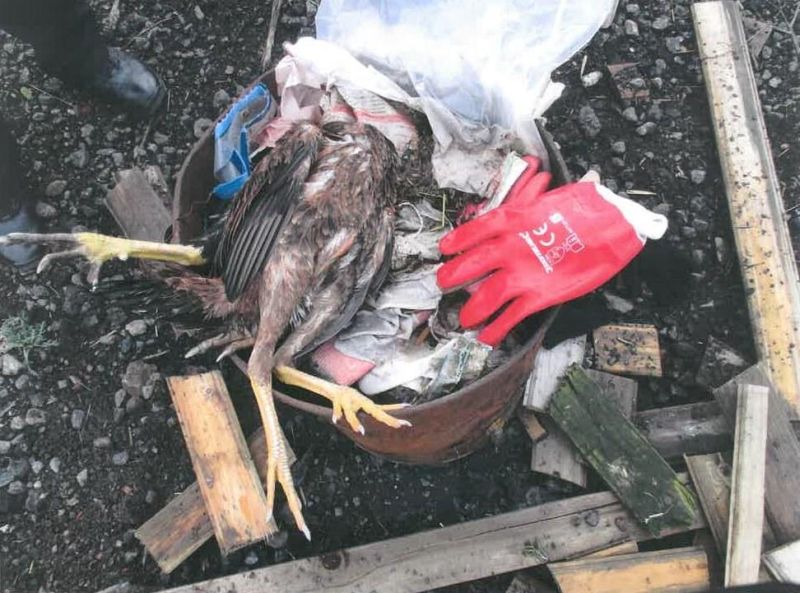 The investigation into the cockerel fighting operation was described as being 