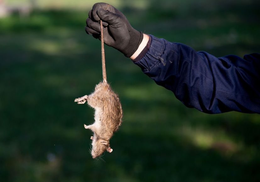 Farmers are advised to beware of new hotspots of 'super rats' that are resistant to anticoagulant rodenticides