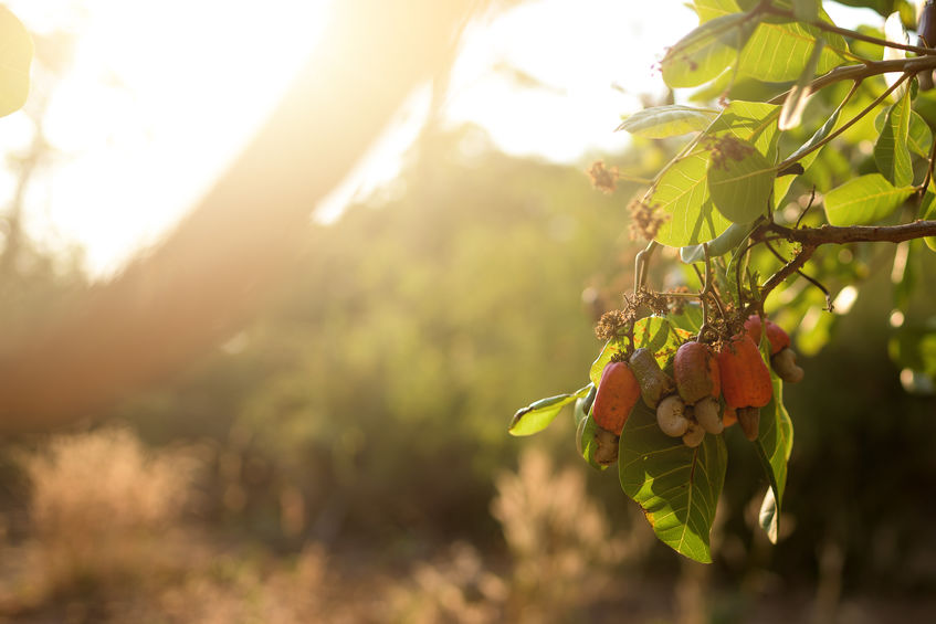 Recent protests in Tanzania began out of concerns over the pricing of its 2018 cashew nut harvest