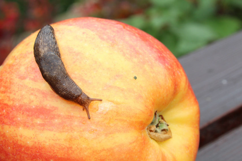 United Utilities is offering farmers 50% off more environmentally-friendly ferric phosphate slug pellets