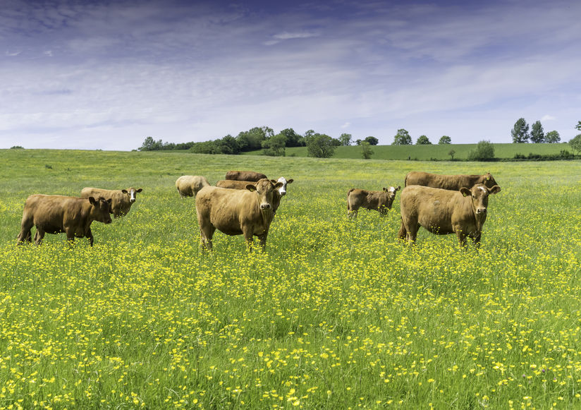The Tenant Farmers Association (TFA) has reacted against growing criticism of the UK livestock industry over claims that it is damaging the climate