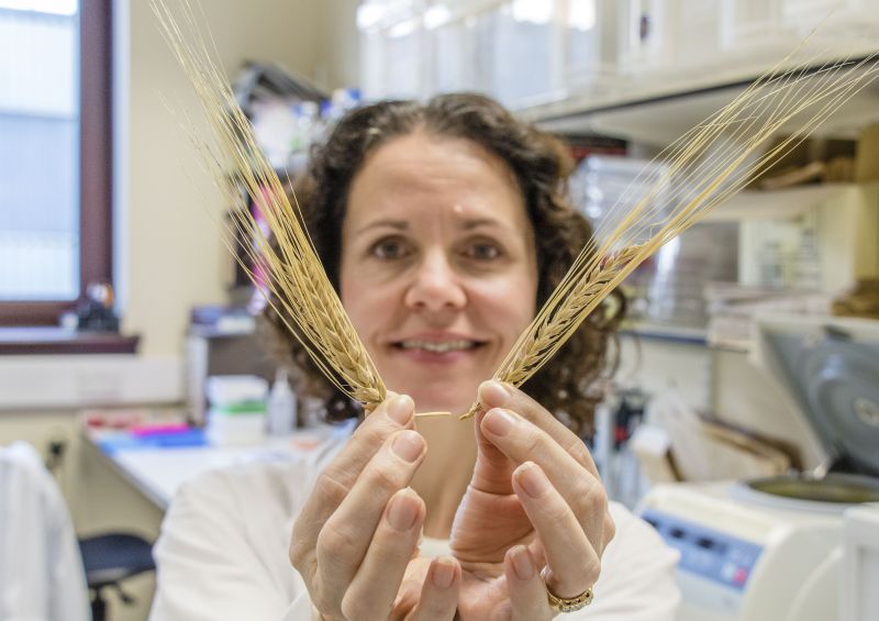 Combining variation from different genes both increased grain uniformity