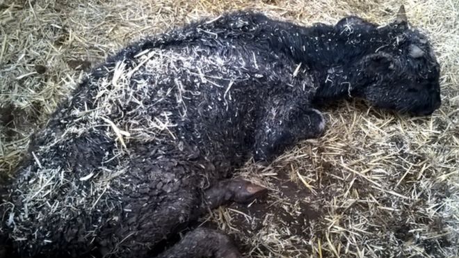 William Dolley has been jailed for letting his animals starve (Photo: Trading Standards)