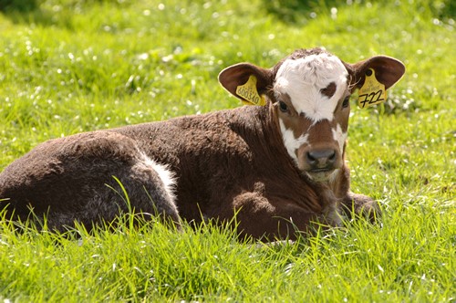 The scheme provides support to specialist beef producers in Scotland