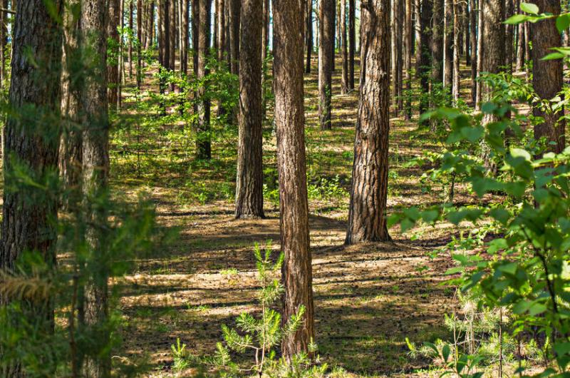 Trees and woodlands have the potential to recapture ammonia emissions