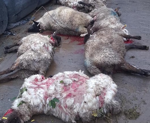 A local veterinary close to where the attack happened have urged farmers to be vigilant (Photo: Orchard Veterinary Centre Armagh)