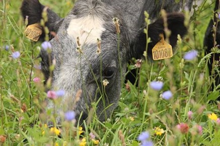 The farmers are using special seed mixes in their pastures which include a high proportion of pollinator friendly plants (Photo: Cotswold Seeds Ltd)