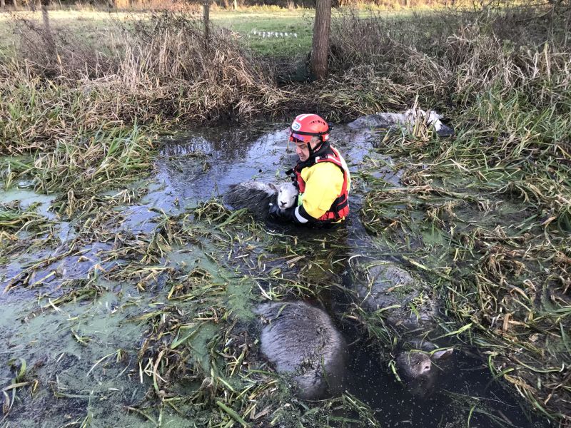 Seven of the ewes perished in the cold, deep water but rescuers managed to pull nine out of the river alive