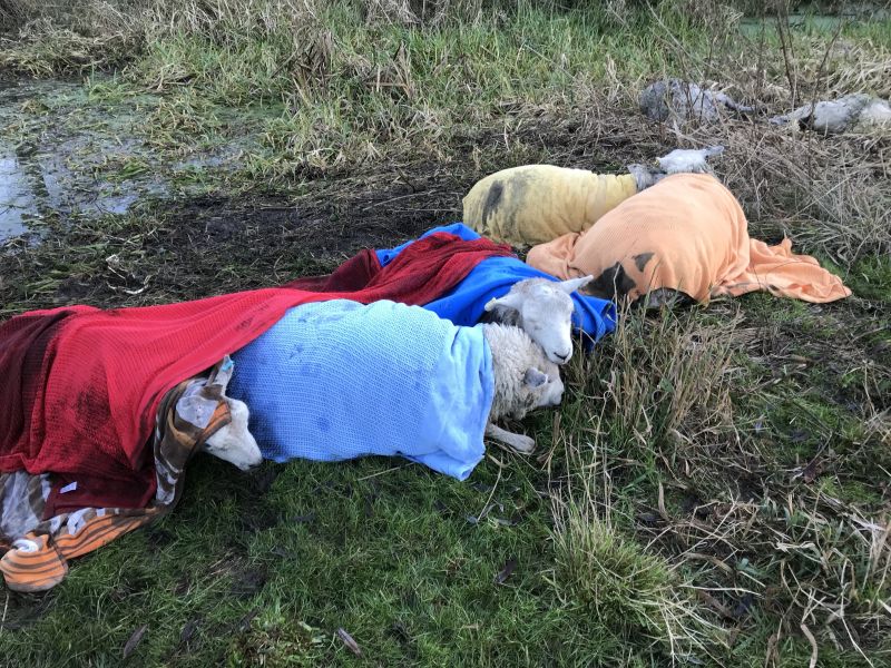 Some of the sheep made fairly quick recoveries and soon returned to grazing in the field