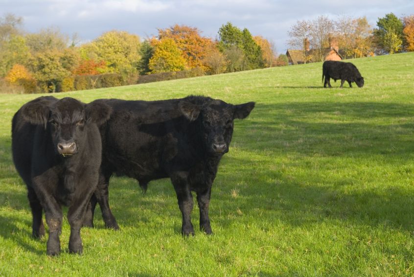 Beef prices are much lower than would have been hoped, NFU Scotland says