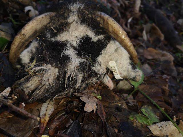 Police have launched an investigation after two sheep’s heads were found dumped in Derbyshire (Photo: Derbyshire Constabulary Wildlife Officer)