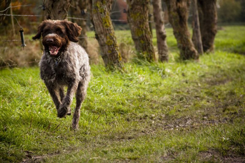 The Korthals Griffon breed, often called the Wirehaired Pointing Griffon, is a hunting dog 