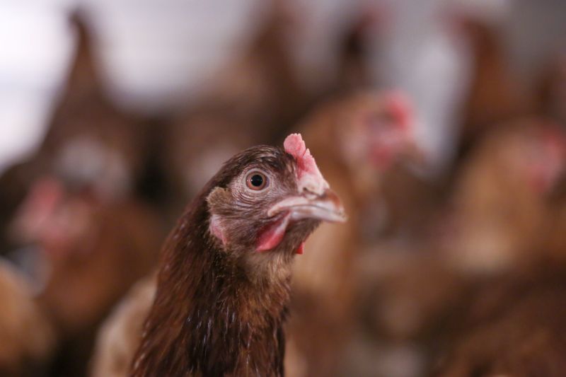 The demand for chicken has risen in the UK leading to new broiler housing being introduced