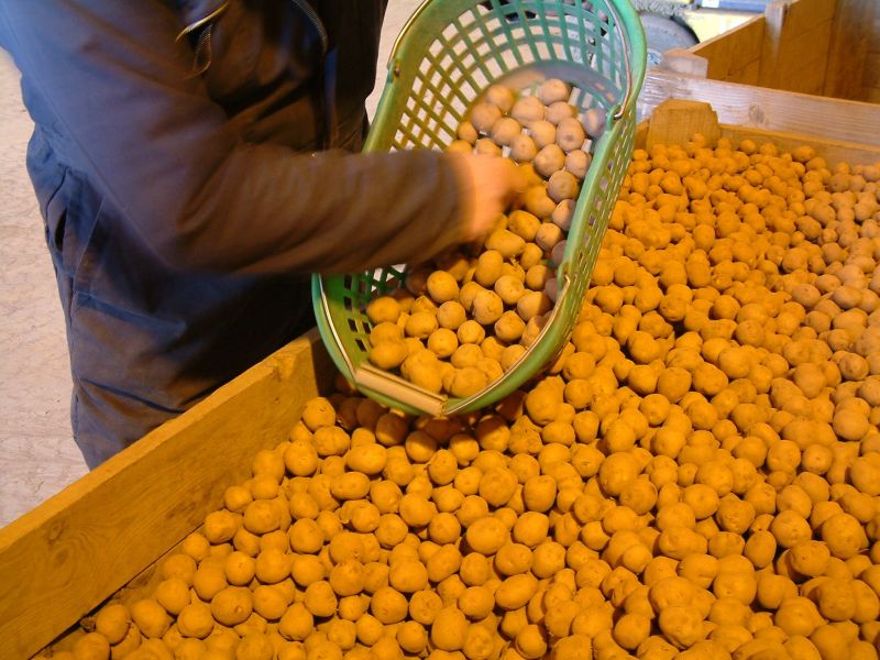 The standards promote best practice in key areas of seed production