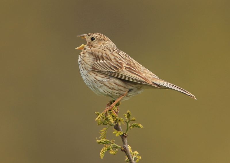 The results will aim to distinguish which farmland birds are thriving due to good conservation efforts
