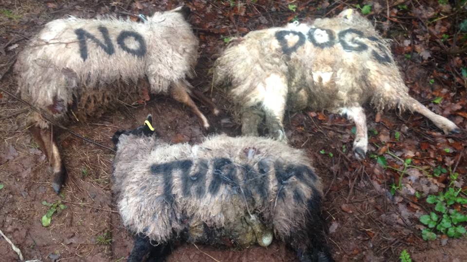 The farmer painted his dead sheep to send a 'strong message' to dog walkers (Photo: Matt Baker)