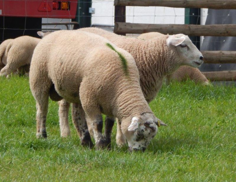 RamCompare is joint funded by AHDB, Hybu Cig Cymru – Meat Promotion Wales (HCC), Quality Meat Scotland (QMS) and Agrisearch