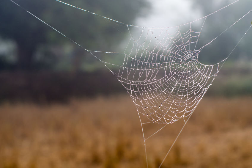 Certain species of spiders and parasitic wasps, which play an important role in bio-control of crop pests, produce venoms that are toxic to a range of insect pests