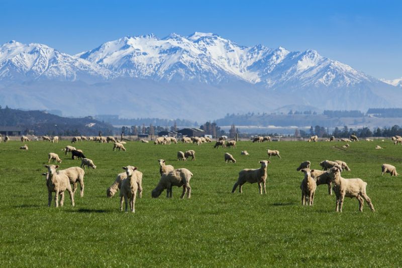 The NSA said there is 'much to be gained' by New Zealand in striking a free trade deal with the UK post Brexit, and 'much to be lost' by UK sheep farmers