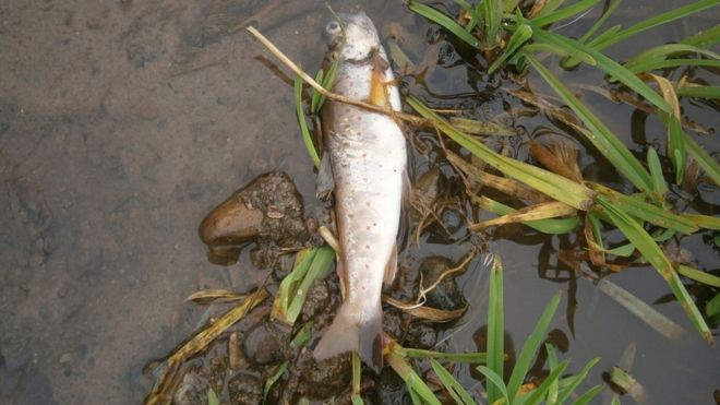 The farmer reported a spill of around 3,000 litres of liquid fertiliser from an overturned tractor mounted sprayer, killing around 2,000 fish (Photo: Environment Agency)
