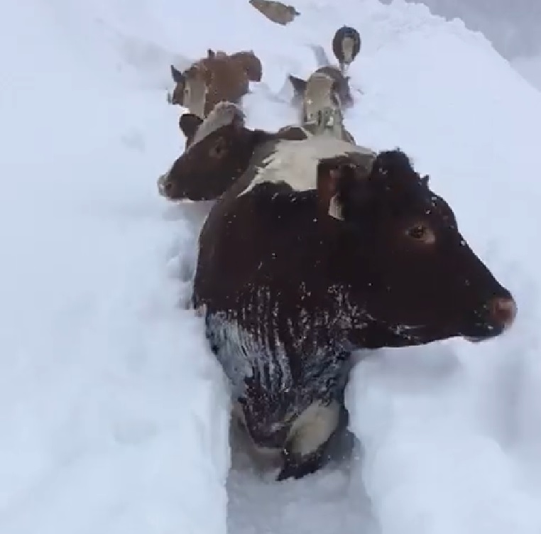 Cows had to do a trek 'more arduous than usual' (Photo: Bio aus dem Tal/Facebook)