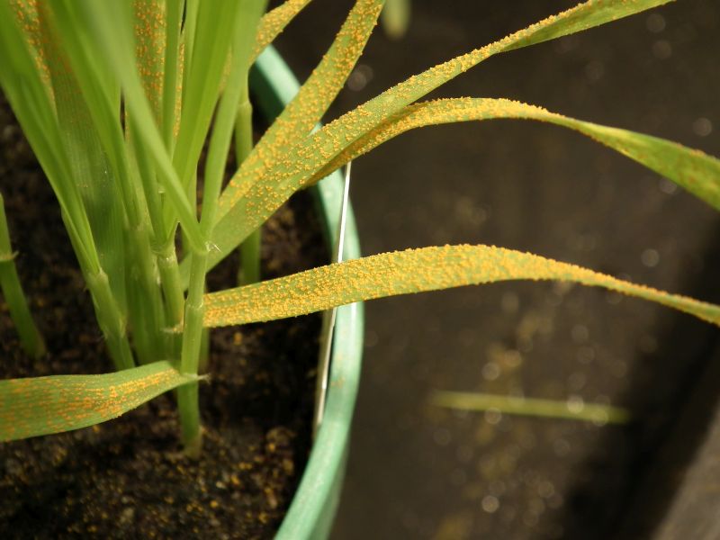 UKCPVS, which is funded by AHDB and Defra, receives infected cereal leaf samples (Photo: NIAB)