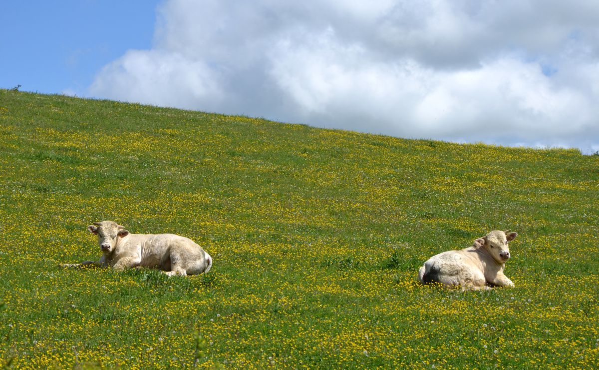 BVD is a common cause of respiratory and reproductive issues in cattle