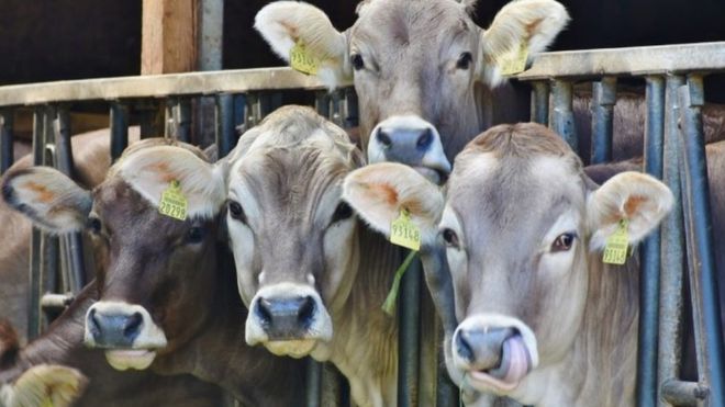 Dorset's last livestock market saw a steady decline in recent years (Photo: North Dorset District Council)