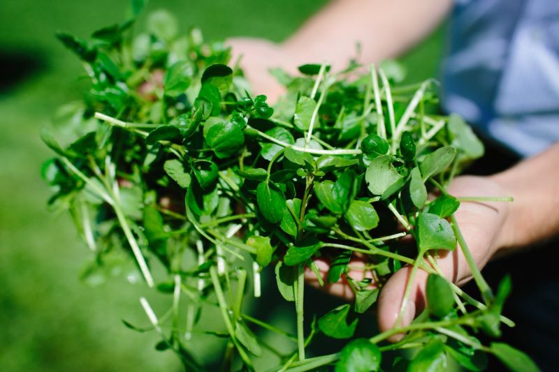 Farmers will raise awareness of this nutritional crop and it’s unique flavour profile