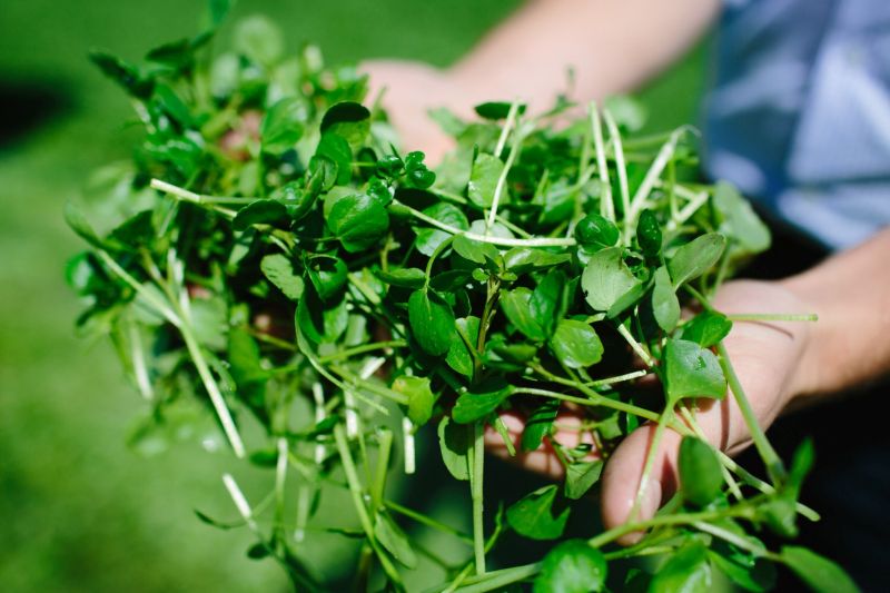 Farmers will raise awareness of this nutritional crop and it’s unique flavour profile