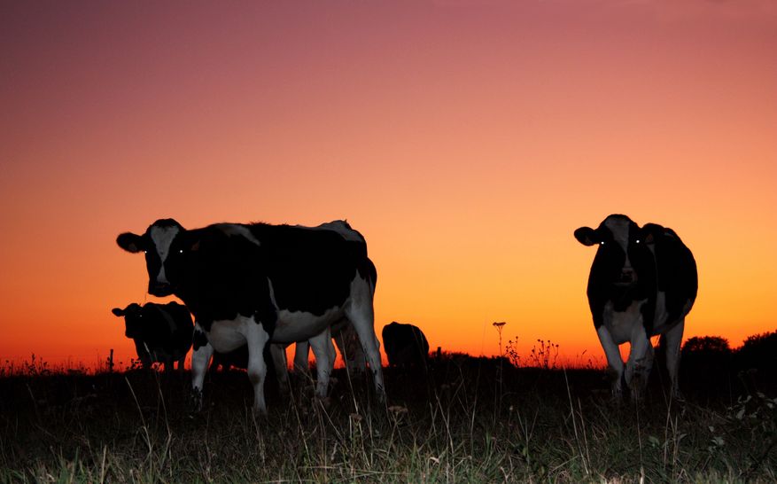 The scientists say it will not only help the environment by cutting emissions, but also support farmers by lowering production costs