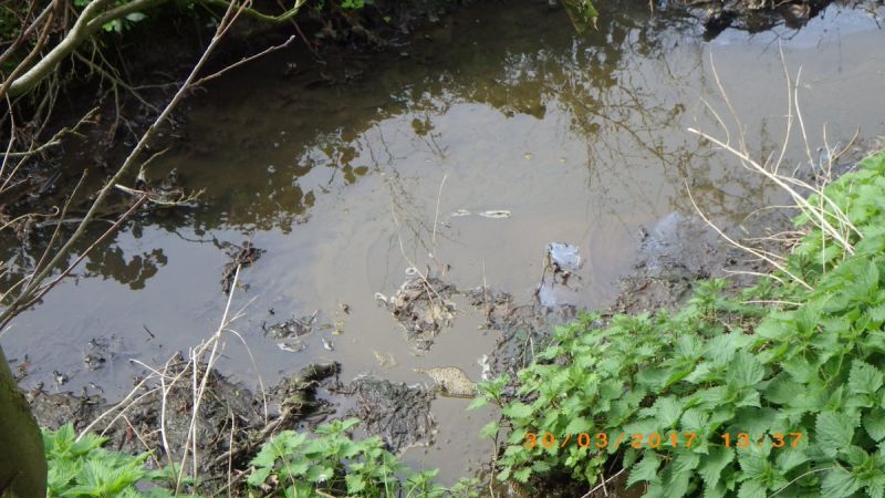 The pipe allowed diluted slurry, chopped straw, animal feed and soil sediment to enter the stream (Photo: Environment Agency)