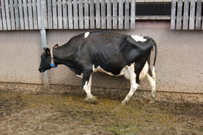 Cattle lameness is associated with decreased milk production and inflated farm costs