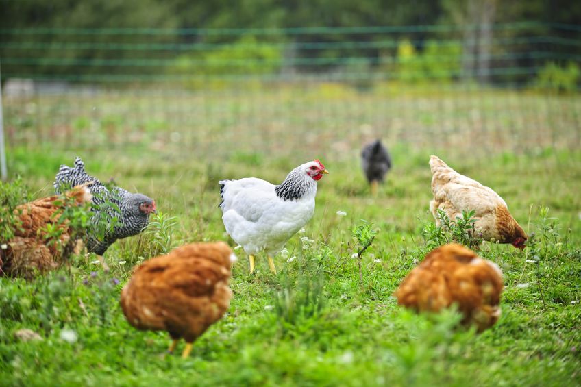 A survey conducted by NFU Mutual has revealed that almost half the population dreams of owning a smallholding
