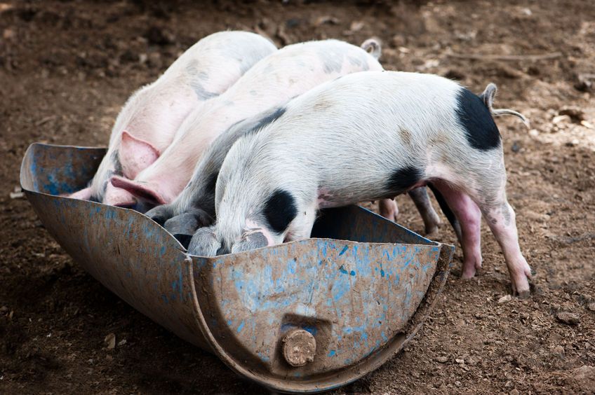 There's only 23,000 pigs in Wales, but pork is increasing in demand