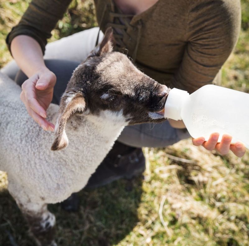 Sheep farmers have been urged to pay particular attention to early life colostrum feeding