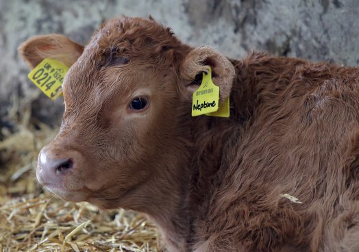 The Ulster Farmers' Union is urging all farmers to negotiate hard for better prices