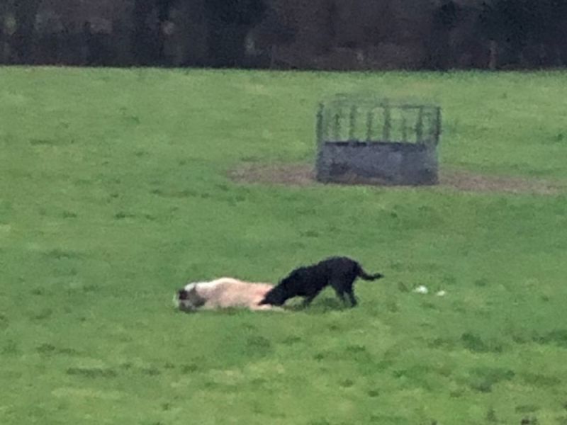 The sheep was so severely injured that it had to be put down (Photo: Sussex Police)