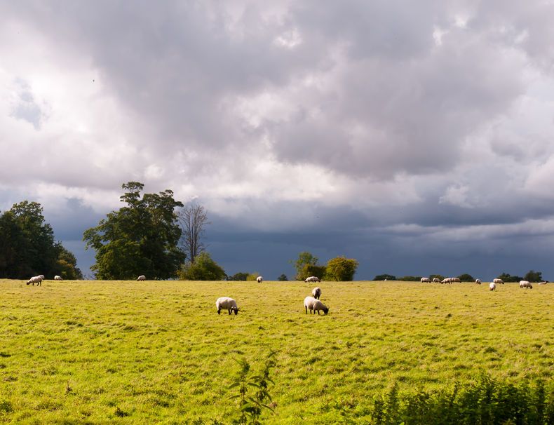 The implications for the Welsh sheep industry are 'particularly stark', the Farmers' Union of Wales said