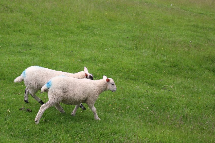 The farmer has been disqualified from keeping sheep for three years and faces fines totalling £1,500