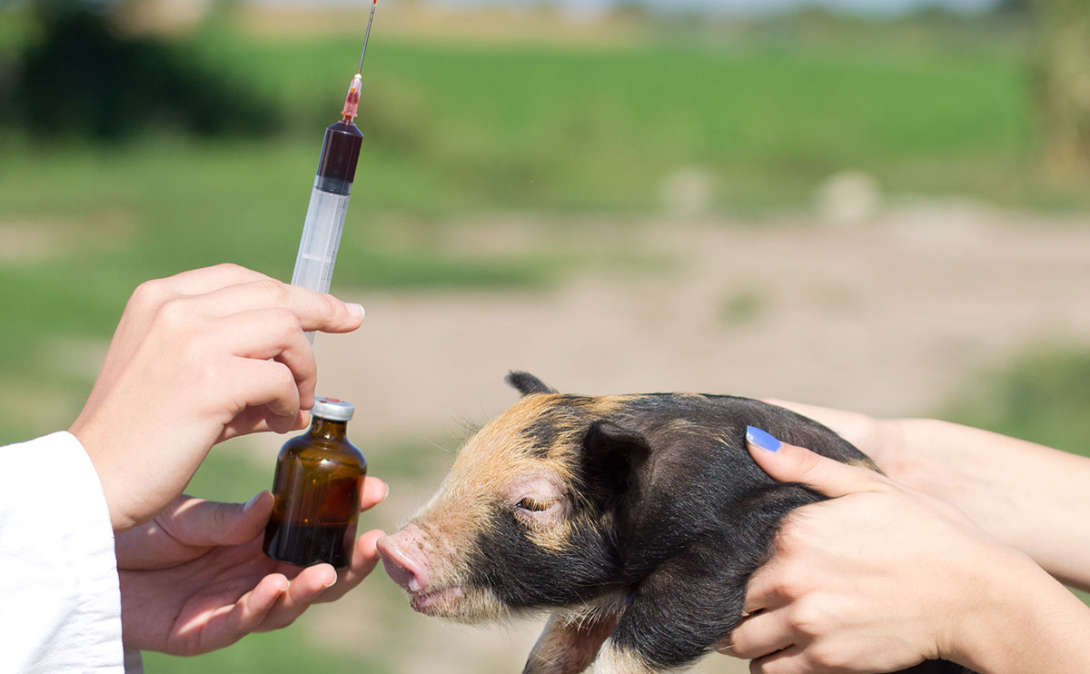 Total combined use of antibiotics in humans and animals dropped by 19% between 2013 and 2017