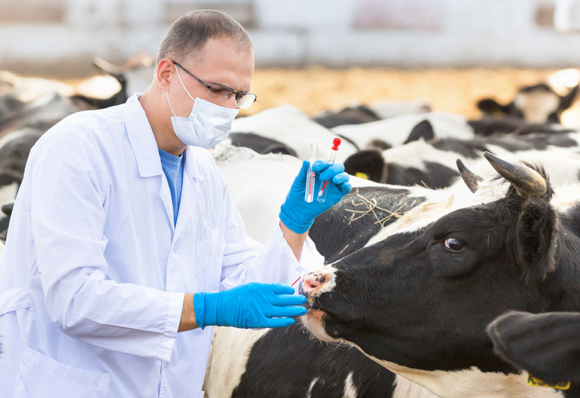 If the UK leaves the EU without a deal, Export Health Certificates will be required to export produce of animal origin from Wales to the EU