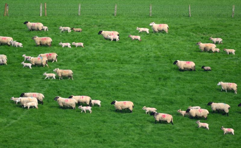 The sheep meat sector is likely to be the worst hit by a no-deal Brexit, the report highlights. UK exports would suffer considerably if WTO tariffs were applied