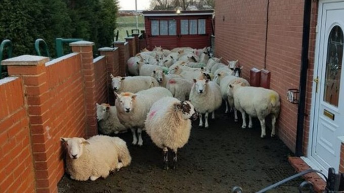 A call came into the police to say someone was 'looking sheepish' in their garden (Photo: West Yorkshire Police - Leeds East/Facebook)