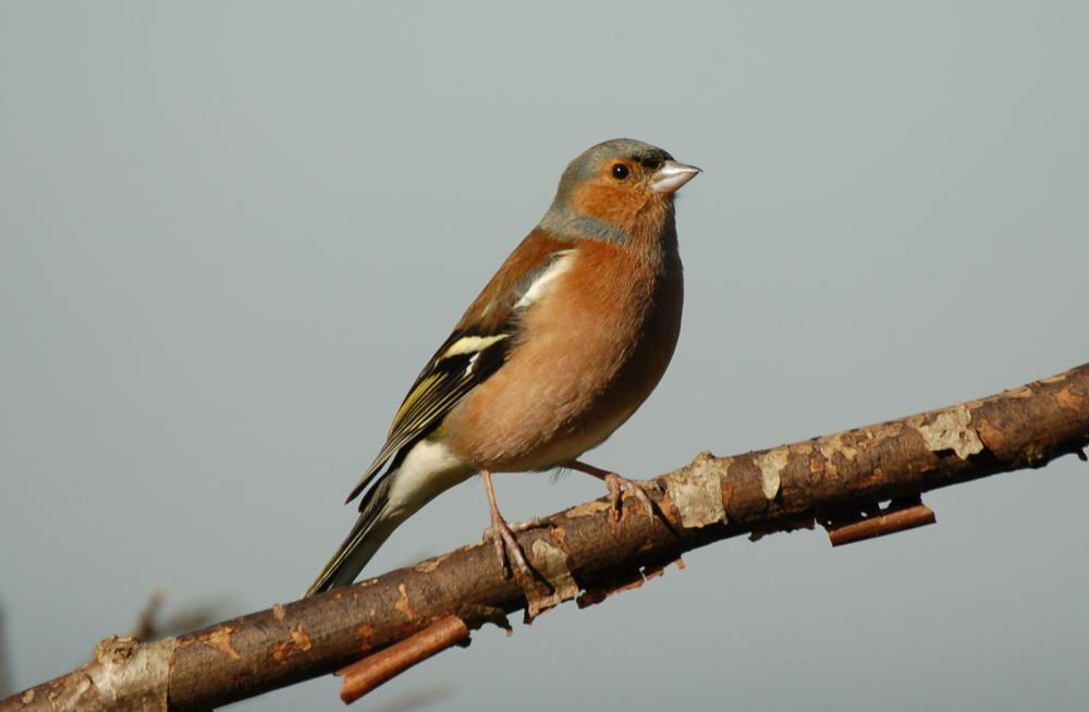 The Count uses "citizen science" to demonstrate the range of species that depend and live on British farmland during the winter months