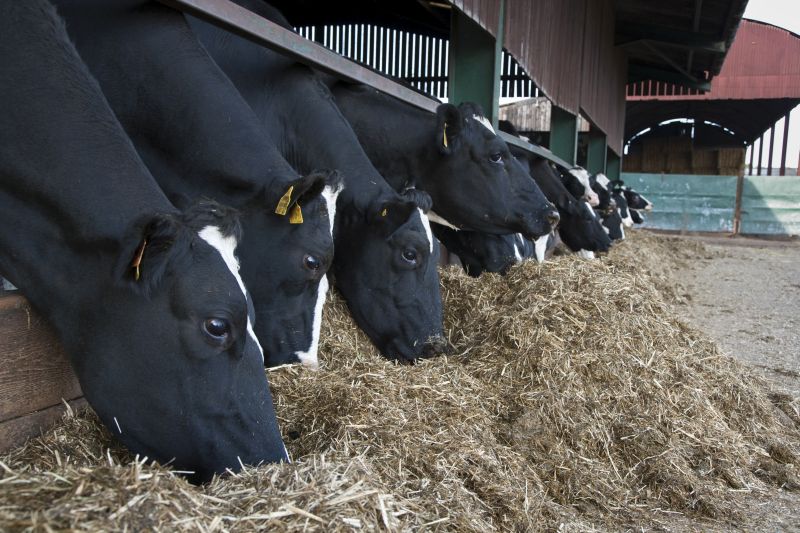 UK dairy farms have a feed waste value of almost £1 for every £3 spent, research shows